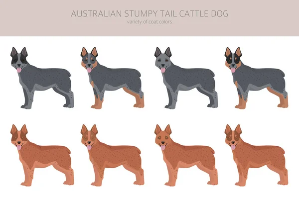 Australian Stumpy Cauda Gado Cão Todas Cores Clipart Diferentes Cores — Vetor de Stock