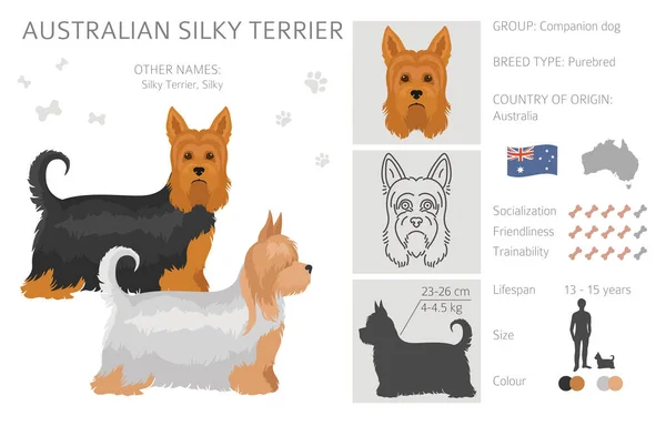 Australiska Silkeslen Terrier Alla Färger Clipart Olika Pälsfärger Och Poser — Stock vektor