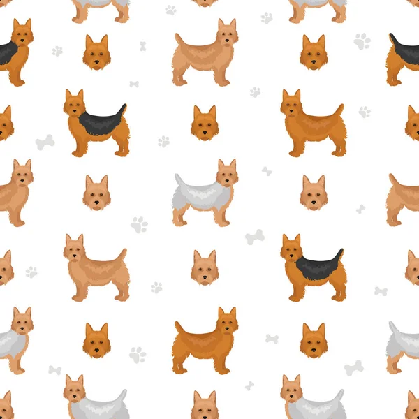 Australian Terrier Todos Los Colores Patrón Sin Costuras Diferentes Colores — Vector de stock