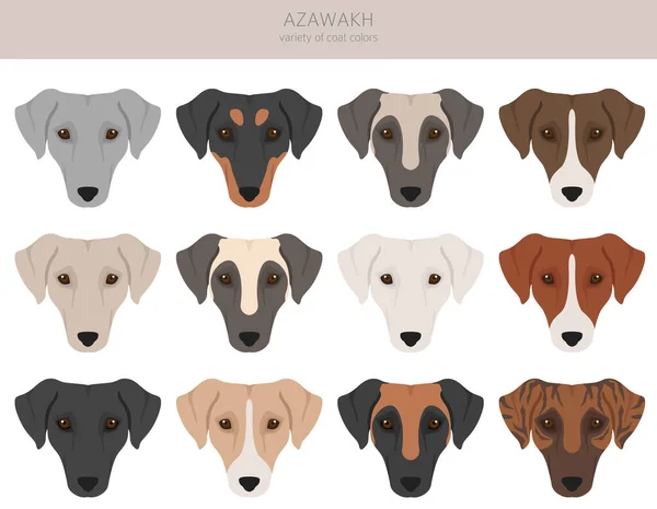Azawakh Allen Farben Verschiedene Fellfarben Und Posen Eingestellt Vektorillustration — Stockvektor