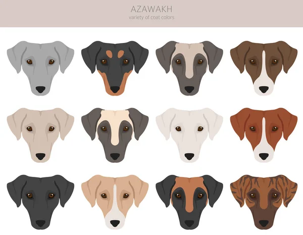 Azawakh All Colours Clipart Different Coat Colors Poses Set Vector Stock Vector