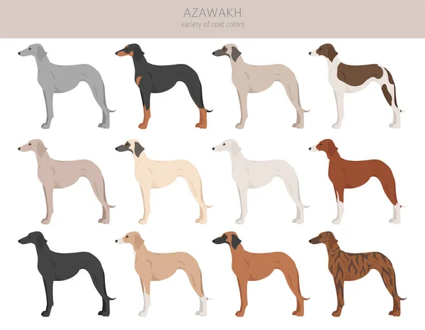 Azawakh All Colours Clipart Different Coat Colors Poses Set Vector Royalty Free Stock Vectors