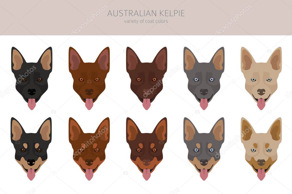 Australian kelpie all colours clipart. Different coat colors and poses set.  Vector illustration