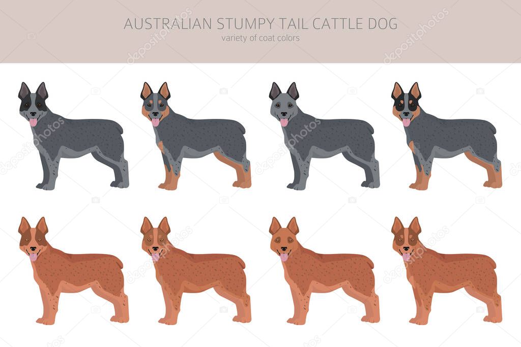 Australian stumpy tail cattle dog all colours clipart. Different coat colors and poses set.  Vector illustration