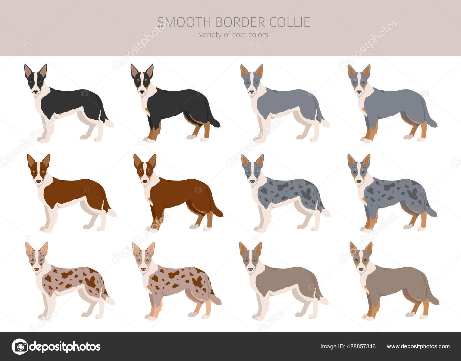 Smooth Border Collie Clipart Distintas Poses Colores Del Abrigo  Establecidos Vector de stock #488857346 de ©A7880S, image size:1600x1254