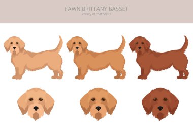 Fawn brittany basset clipart. Basset fauve de bretagne. Farklı ceket renkleri ve pozlar. Vektör illüstrasyonu