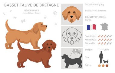 Fawn brittany basset clipart. Basset fauve de bretagne. Farklı ceket renkleri ve pozlar. Vektör illüstrasyonu