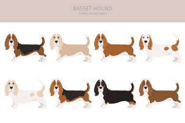 Basset av köpeği kırpması. Farklı ceket renkleri ve pozlar. Vektör illüstrasyonu