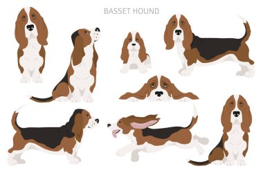 Basset av köpeği kırpması. Farklı ceket renkleri ve pozlar. Vektör illüstrasyonu