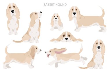 Basset av köpeği kırpması. Farklı ceket renkleri ve pozlar. Vektör illüstrasyonu