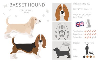 Basset av köpeği kırpması. Farklı ceket renkleri ve pozlar. Vektör illüstrasyonu