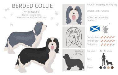 Sakallı Collie Clipart. Farklı ceket renkleri ve pozlar. Vektör illüstrasyonu