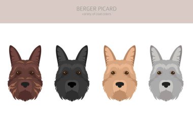 Berger Picard klipsi. Farklı ceket renkleri ve pozlar. Vektör illüstrasyonu