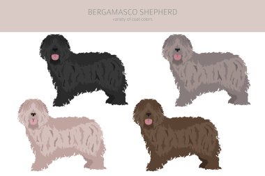 Bergamasco shepherd clipart. Farklı ceket renkleri ve pozlar. Vektör illüstrasyonu