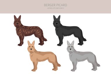 Berger Picard klipsi. Farklı ceket renkleri ve pozlar. Vektör illüstrasyonu