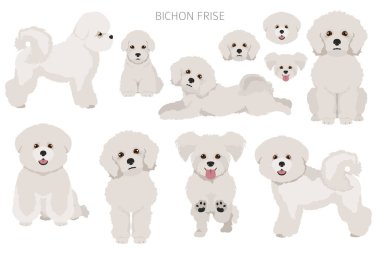 Bichon frise klipsi. Farklı ceket renkleri ve pozlar. Vektör illüstrasyonu