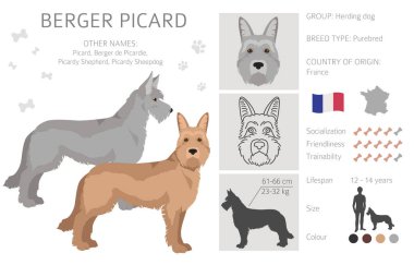 Berger Picard klipsi. Farklı ceket renkleri ve pozlar. Vektör illüstrasyonu