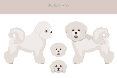 Bichon frise klipsi. Farklı ceket renkleri ve pozlar. Vektör illüstrasyonu