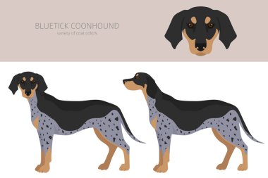Bluetick Rakun Köpeği Clipart. Farklı ceket renkleri ve pozlar. Vektör illüstrasyonu