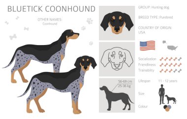 Bluetick Rakun Köpeği Clipart. Farklı ceket renkleri ve pozlar. Vektör illüstrasyonu