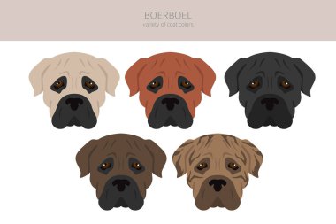 Boerboel klipsi. Farklı ceket renkleri ve pozlar. Vektör illüstrasyonu
