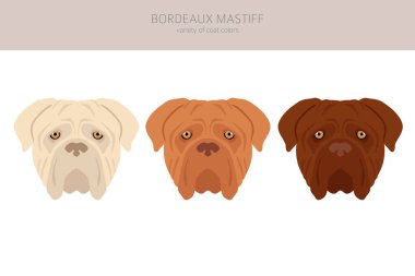 Bordeaux mastiff clipart. Different coat colors and poses set.  Vector illustration clipart