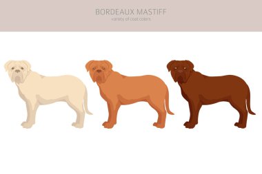 Bordeaux mastiff klipsi. Farklı ceket renkleri ve pozlar. Vektör illüstrasyonu