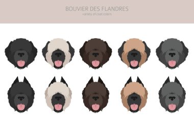 Bouvier des Flandres 'in klipsi. Farklı ceket renkleri ve pozlar. Vektör illüstrasyonu