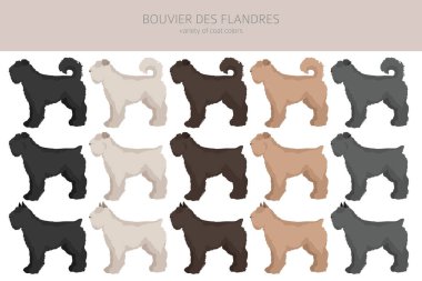 Bouvier des Flandres 'in klipsi. Farklı ceket renkleri ve pozlar. Vektör illüstrasyonu