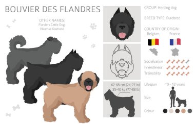 Bouvier des Flandres 'in klipsi. Farklı ceket renkleri ve pozlar. Vektör illüstrasyonu