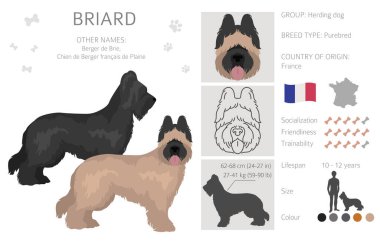 Briard Clipart 'ta. Farklı ceket renkleri ve pozlar. Vektör illüstrasyonu
