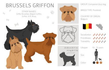 Brüksel Griffon Clipart. Farklı ceket renkleri ve pozlar. Vektör illüstrasyonu