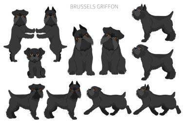 Brüksel Griffon Clipart. Farklı ceket renkleri ve pozlar. Vektör illüstrasyonu