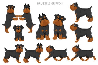 Brüksel Griffon Clipart. Farklı ceket renkleri ve pozlar. Vektör illüstrasyonu