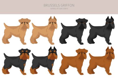 Brüksel Griffon Clipart. Farklı ceket renkleri ve pozlar. Vektör illüstrasyonu