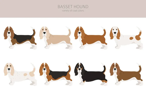 Basset Hound Clipart Diversi Colori Cappotto Pose Set Illustrazione Vettoriale — Vettoriale Stock