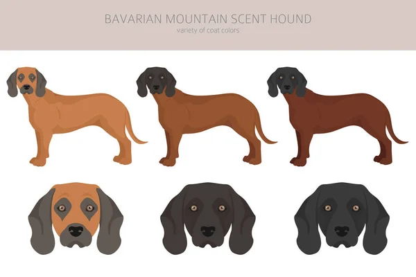 Bavarian Mountain Scent Hound Clipart Different Coat Colors Poses Set — 스톡 벡터
