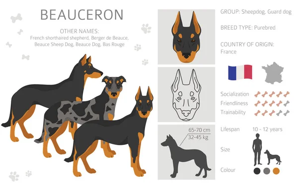 Beauceron Clipart Different Coat Colors Poses Set Vector Illustration — ストックベクタ