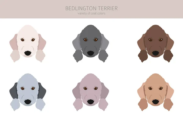 Bedlington Terrier Clipart Diversi Colori Cappotto Pose Set Illustrazione Vettoriale — Vettoriale Stock