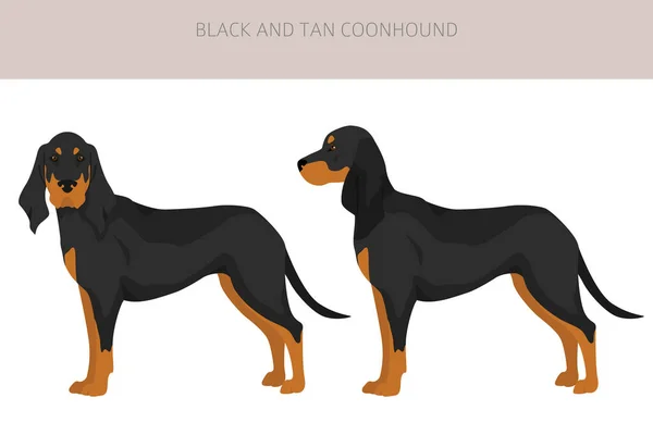 Clipart Coonhound Preto Castanho Diferentes Cores Casaco Poses Set Ilustração — Vetor de Stock