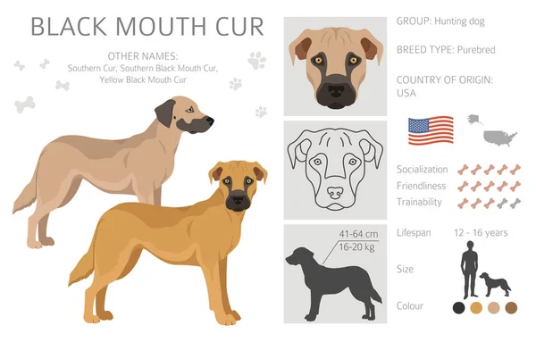 Black Mouth Cur Clipart Different Coat Colors Poses Set Vector — Stock vektor