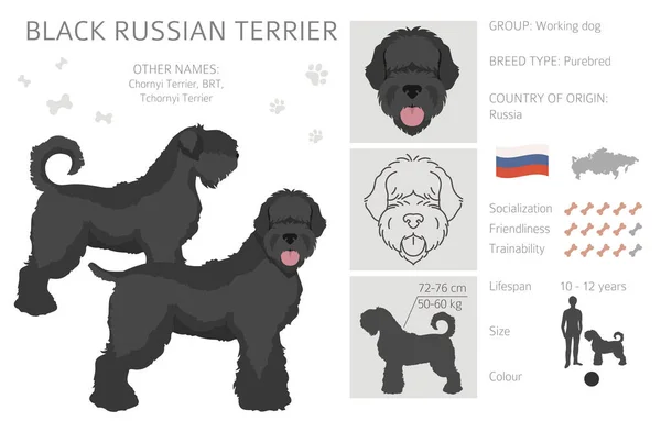 Black Russian Terrier Clipart Different Coat Colors Poses Set Vector — Stock Vector