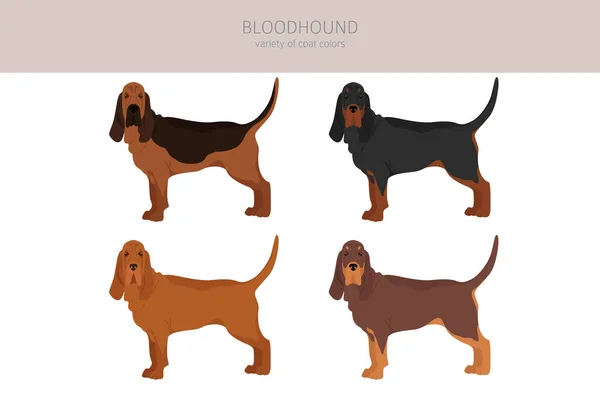 Bloedhond Clipart Verschillende Jas Kleuren Poses Set Vectorillustratie — Stockvector