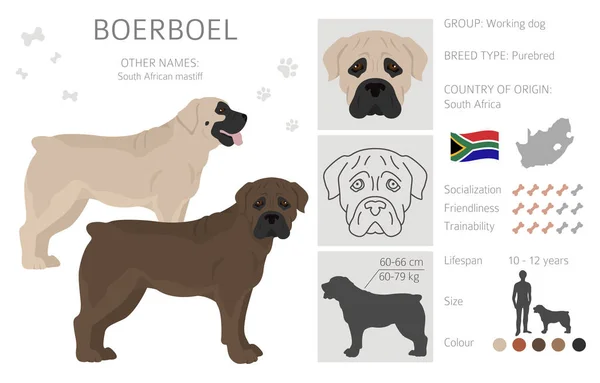 Boerboel Clipart Different Coat Colors Poses Set Vector Illustration — ストックベクタ