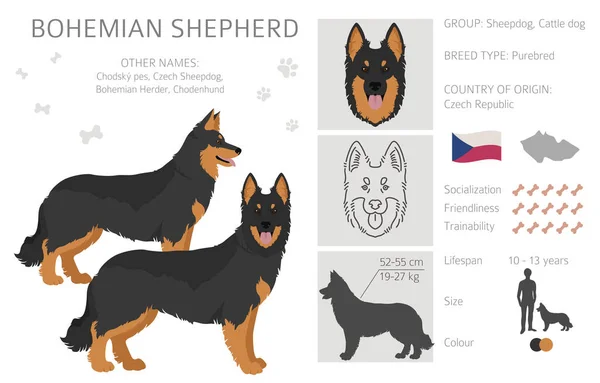 Bohemian Shepherd Clipart Different Coat Colors Poses Set Vector Illustration — ストックベクタ