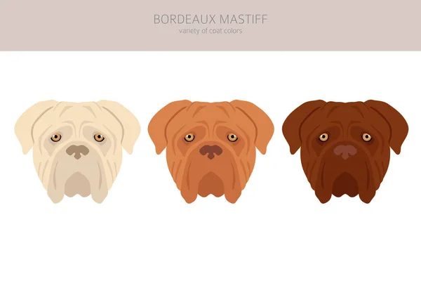 Bordeaux Mastiff Clipart Different Coat Colors Poses Set Vector Illustration — Image vectorielle