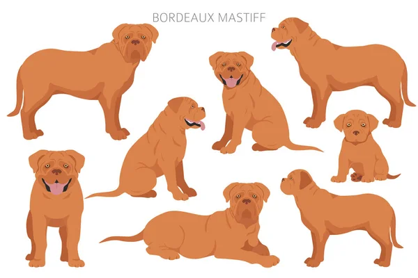 Bordeaux Mastiff Clipart Diferentes Colores Capa Poses Conjunto Ilustración Vectorial — Vector de stock