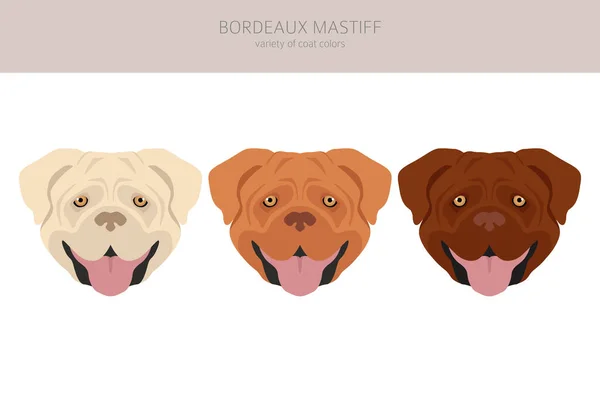 Bordeaux Mastiff Clipart Different Coat Colors Poses Set Vector Illustration — 스톡 벡터
