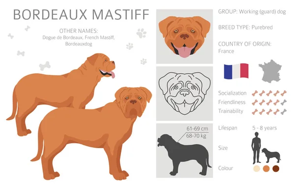 Bordeaux Mastiff Clipart Different Coat Colors Poses Set Vector Illustration — 스톡 벡터