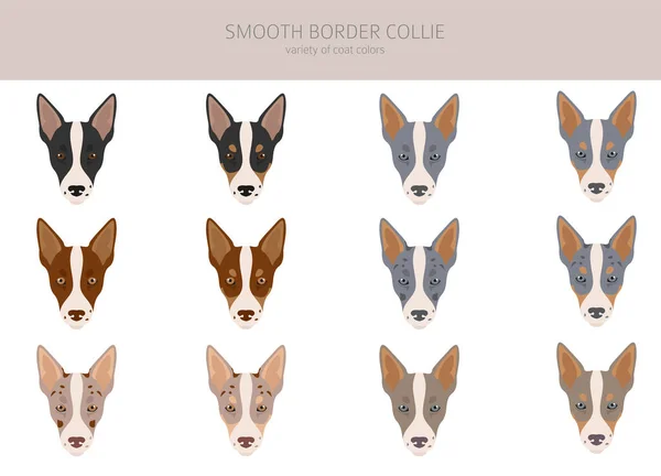 Smooth Border Collie Clipart Different Poses Coat Colors Set Vector — Image vectorielle